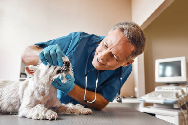 Best Emergency Dental Extractions in Quincy, CA